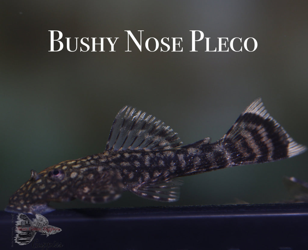 Bushy Nose Pleco