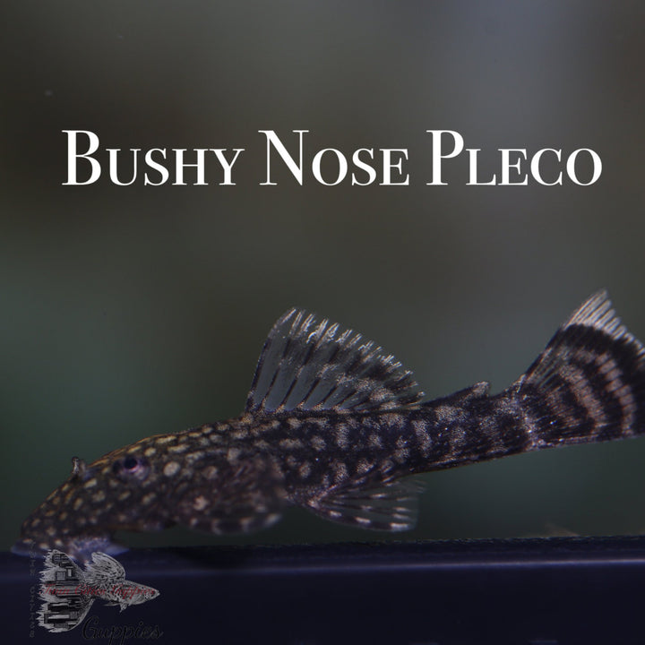 Bushy Nose Pleco
