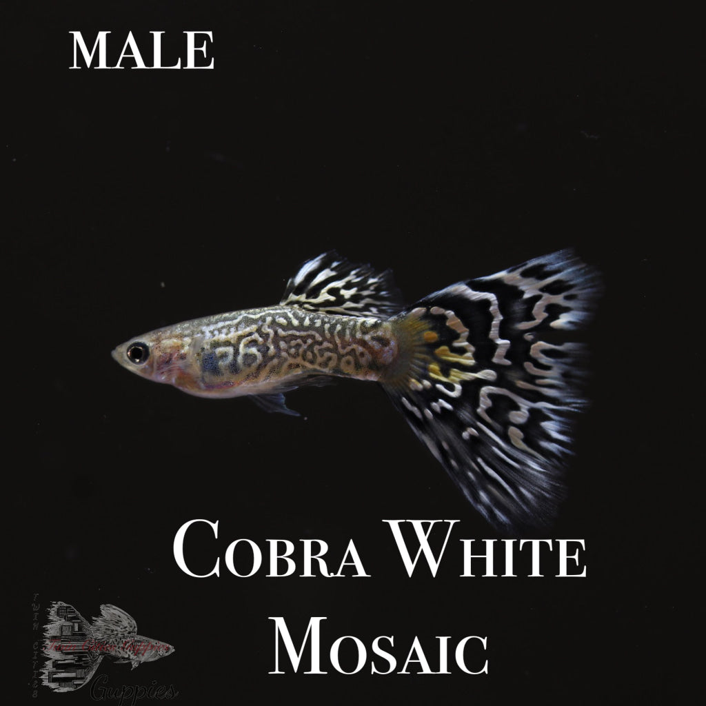 Cobra White Mosaic PAIR