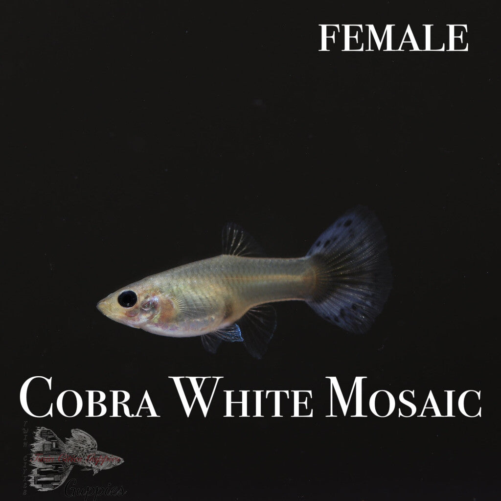 Cobra White Mosaic TRIO