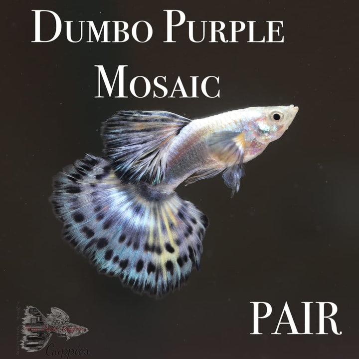 Dumbo Purple Mosaic PAIR Guppy