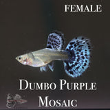 Dumbo Purple Mosaic PAIR Guppy