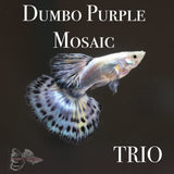 Dumbo Purple Mosaic TRIO Guppy