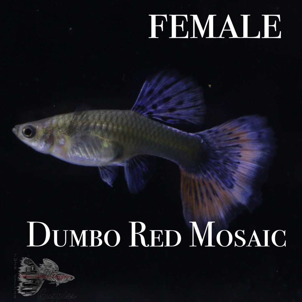 Dumbo Red Mosaic PAIR