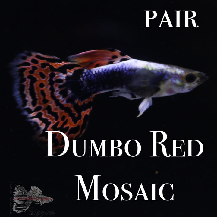 Dumbo Red Mosaic PAIR
