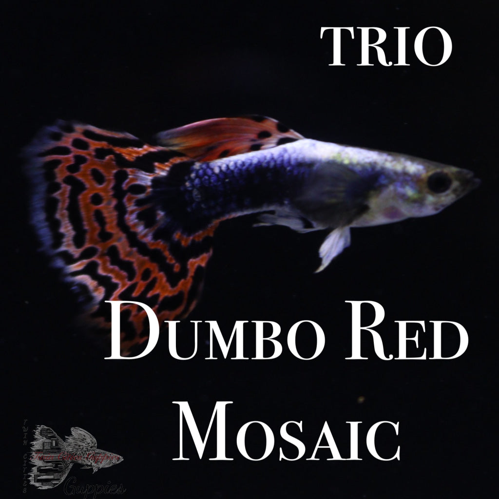 Dumbo Red Mosaic TRIO