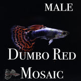 Dumbo Red Mosaic TRIO