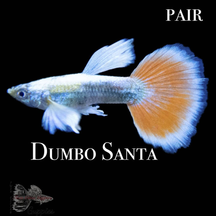 Dumbo Santa PAIR