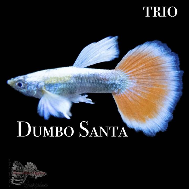 Dumbo Santa TRIO
