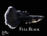 Full Black Guppy