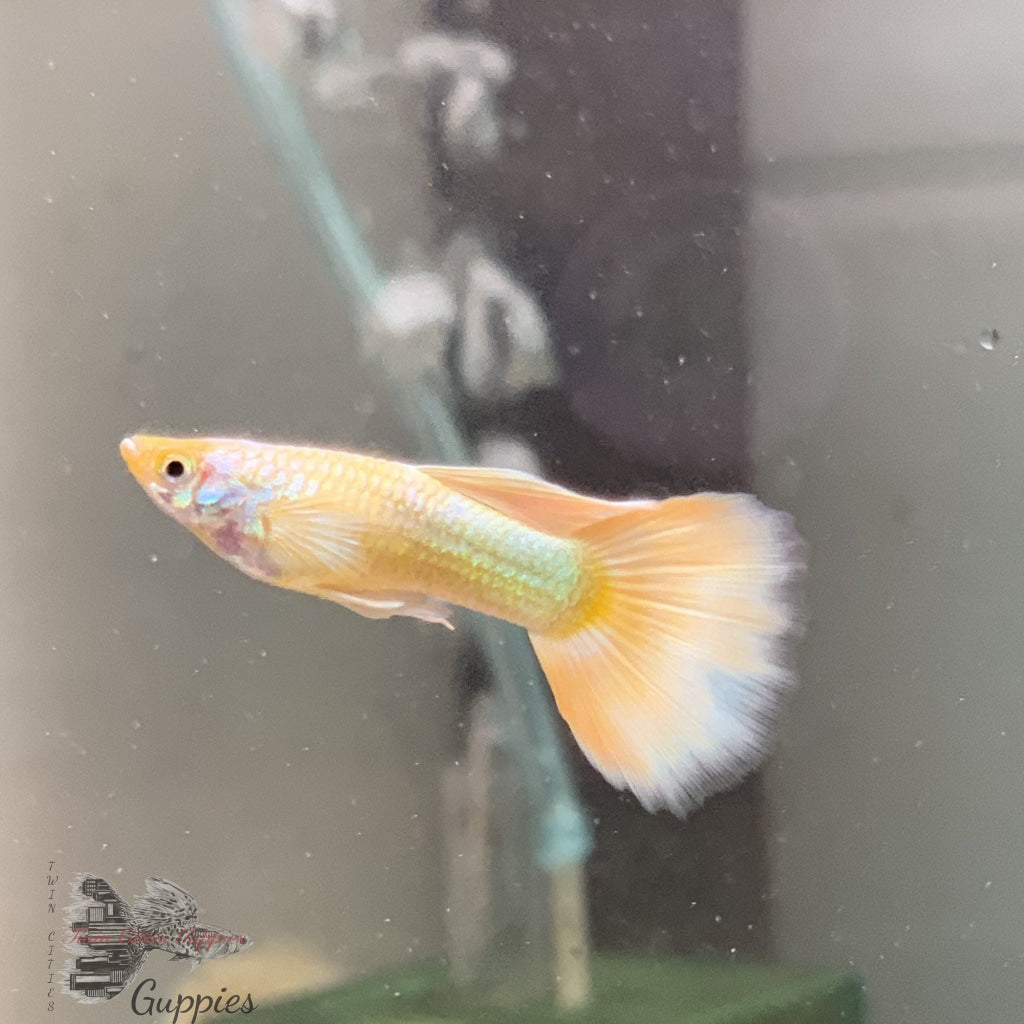 Gold Guppy