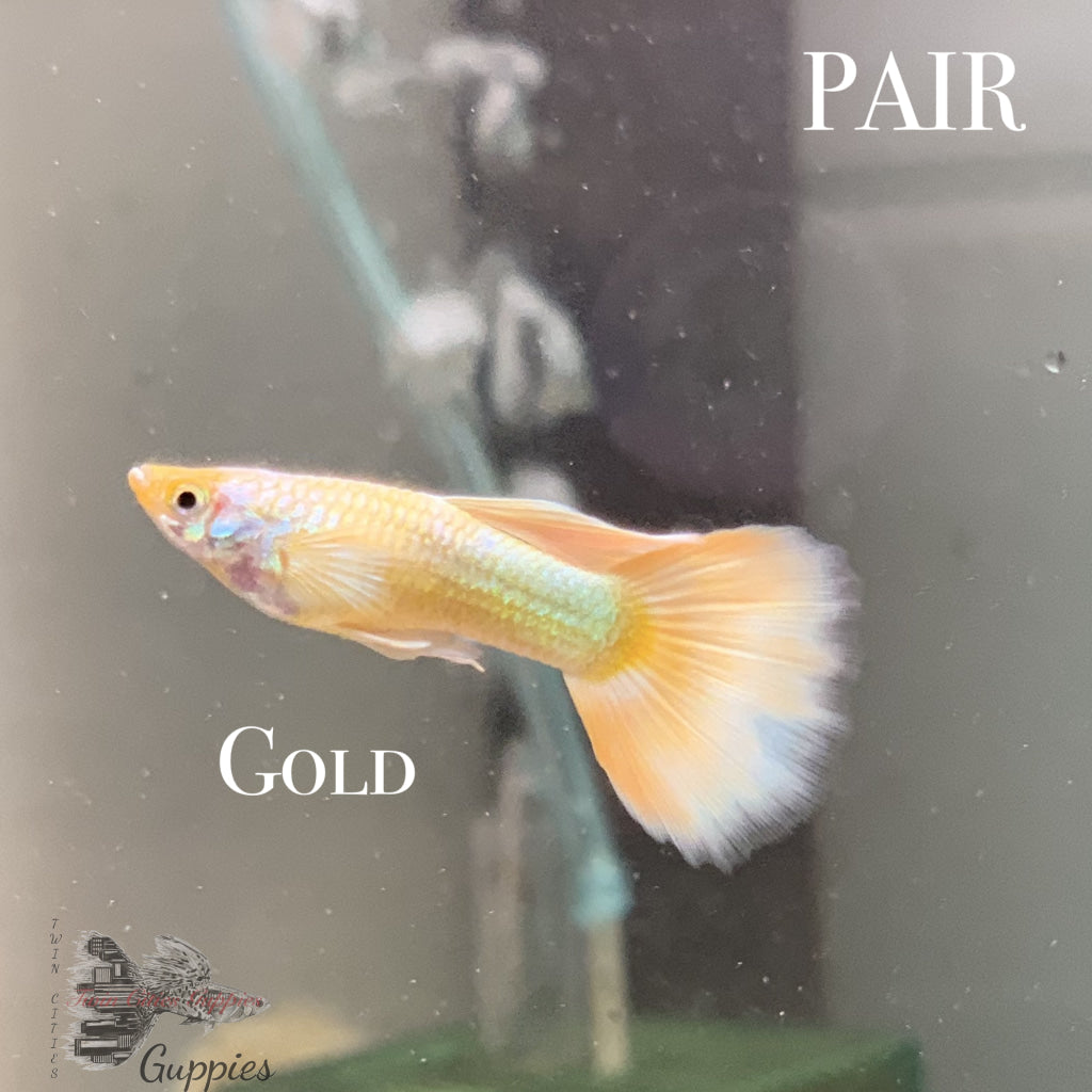 Gold Pair Pair Guppy