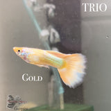 Gold Trio Trio Guppy