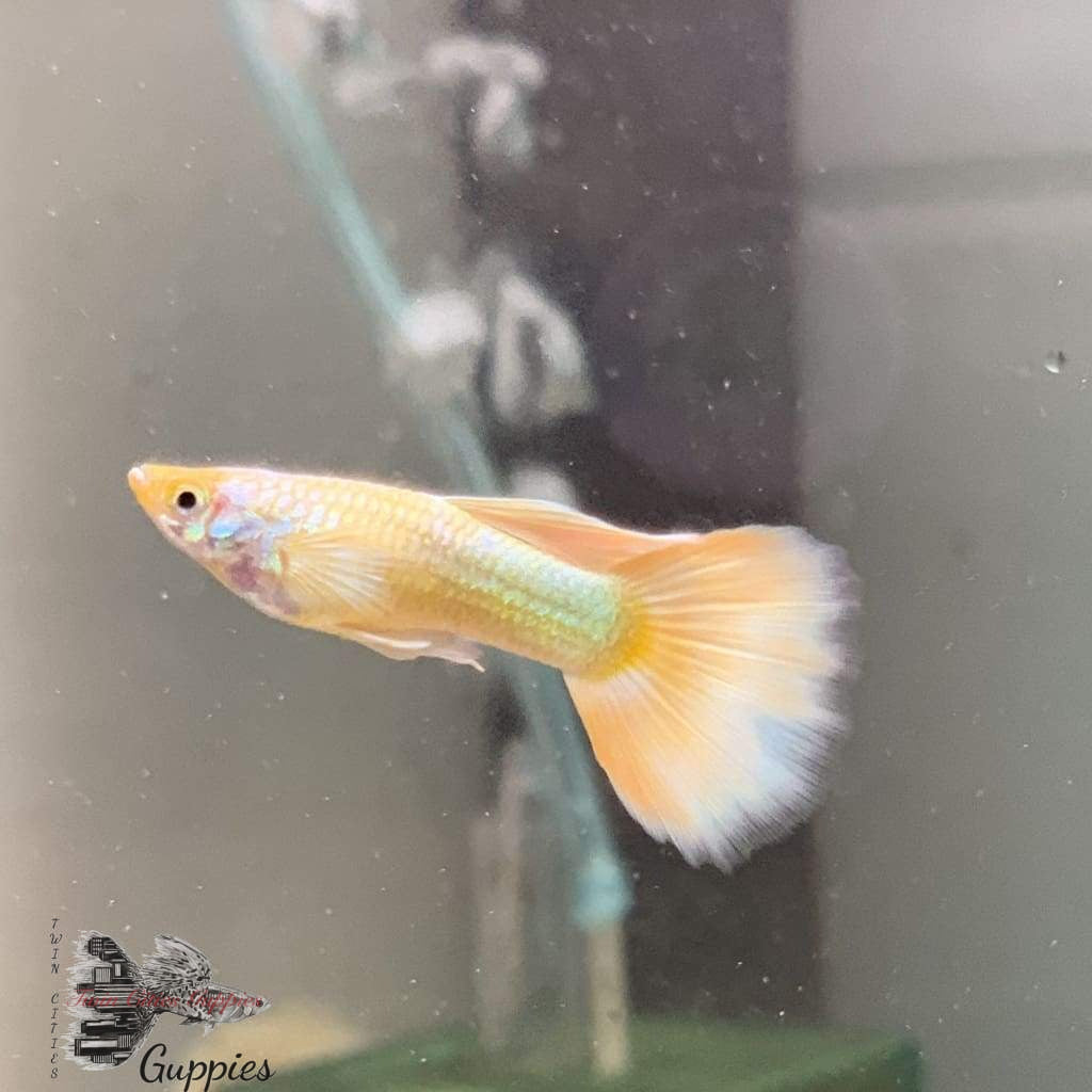 Gold Guppy
