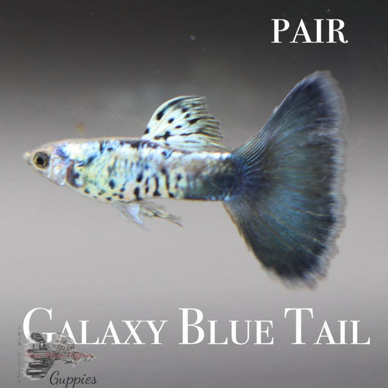 12 Live Guppy Fry – Galaxy Blue Tail, Freshwater, Beginner-Friendly, USA Seller