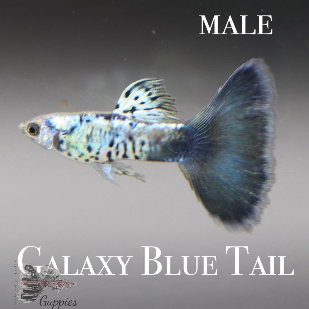 Galaxy Blue Tail Trio