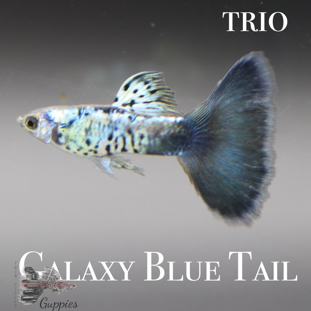 Galaxy Blue Tail Trio
