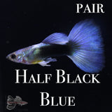Half Black Blue PAIR