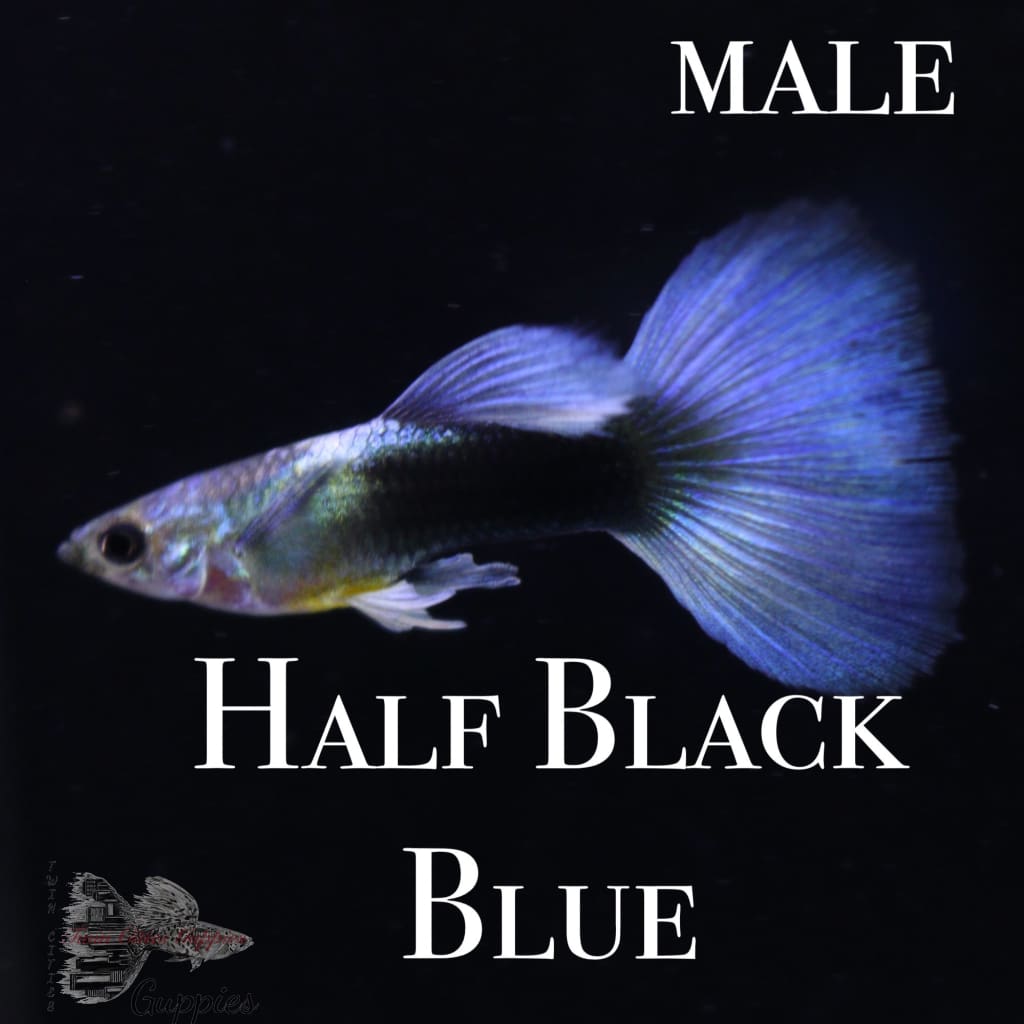 Half Black Blue PAIR