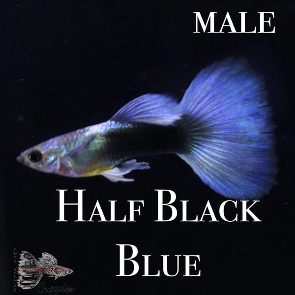 Half Black Blue Trio