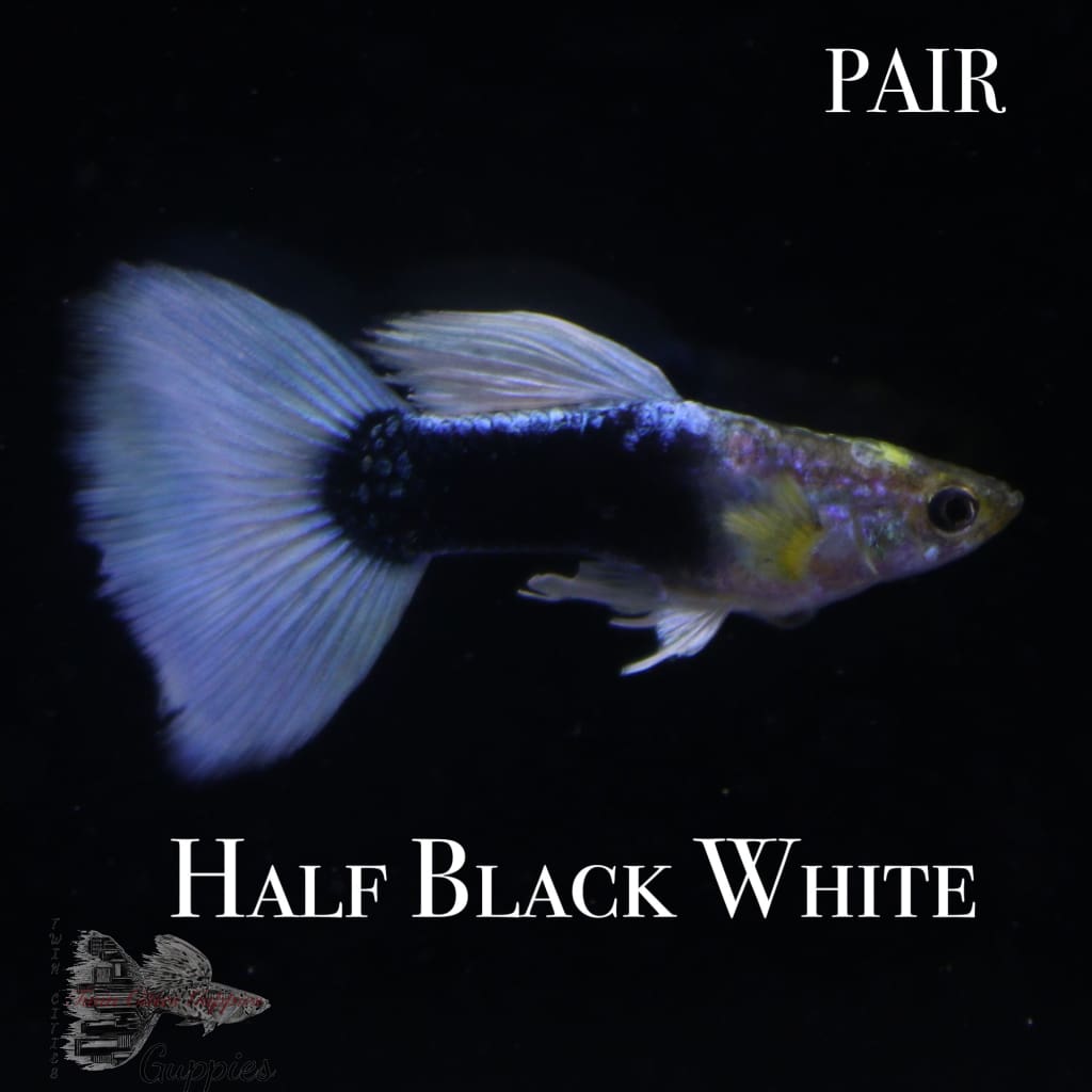 Half Black White PAIR
