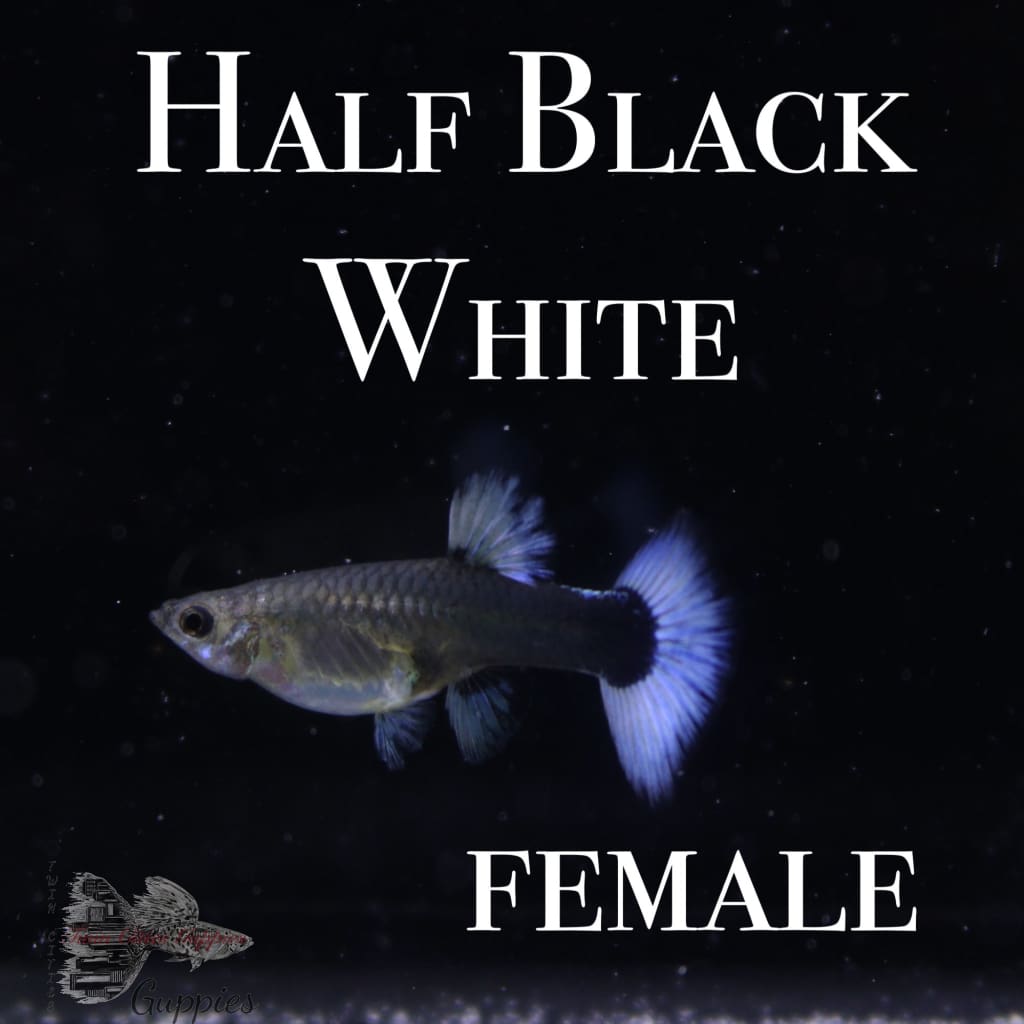 Half Black White PAIR