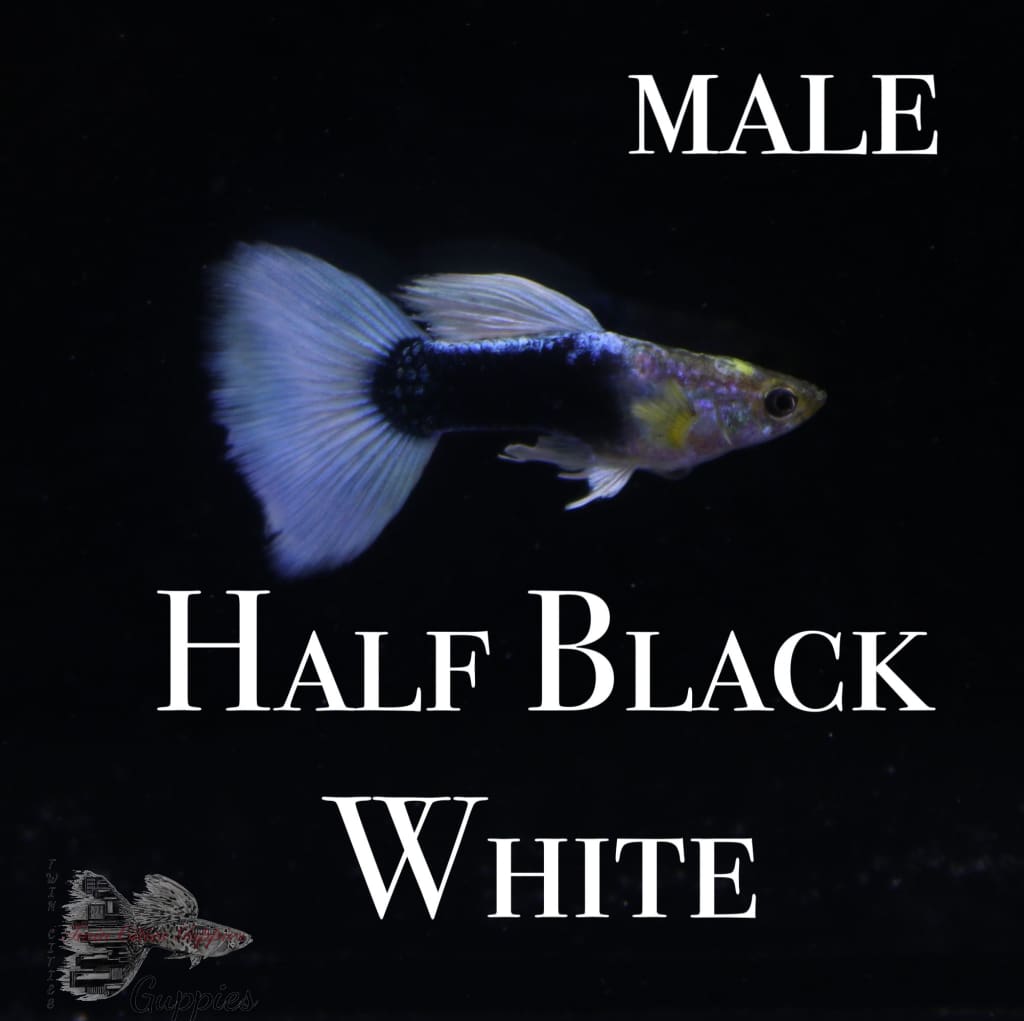Half Black White PAIR