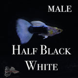 Half Black White PAIR