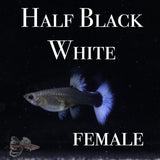 Half Black White TRIO