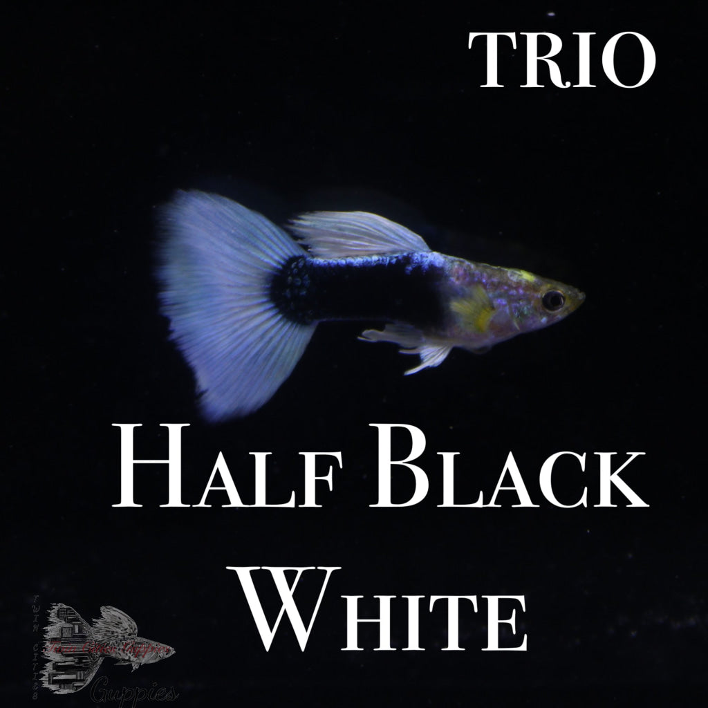 Half Black White TRIO