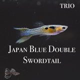 Japan Blue Double Swordtail TRIO Guppy