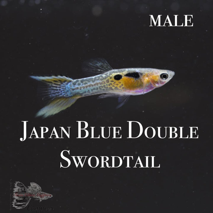 Japan Blue Double Swordtail TRIO Guppy