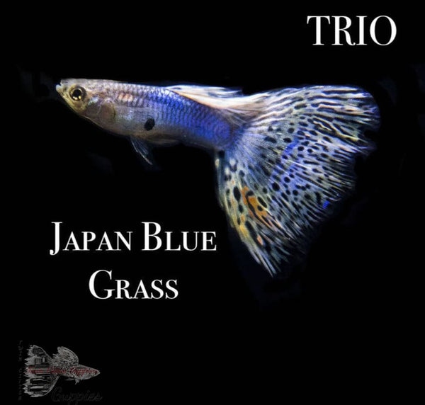 Japan Blue Grass TRIO