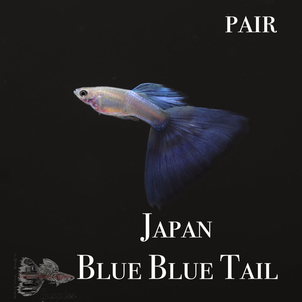 Japan Blue Blue Tail Pair