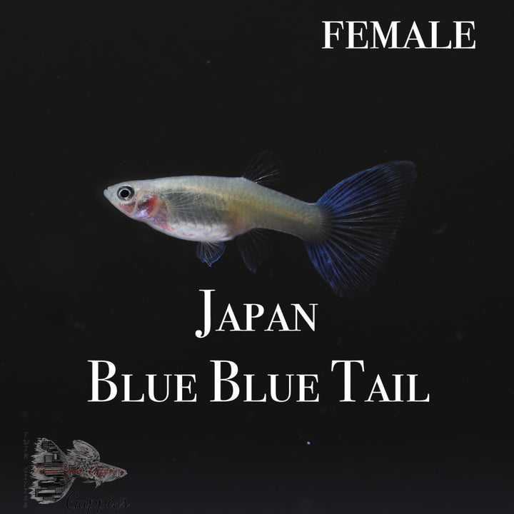 Japan Blue Blue Tail PAIR
