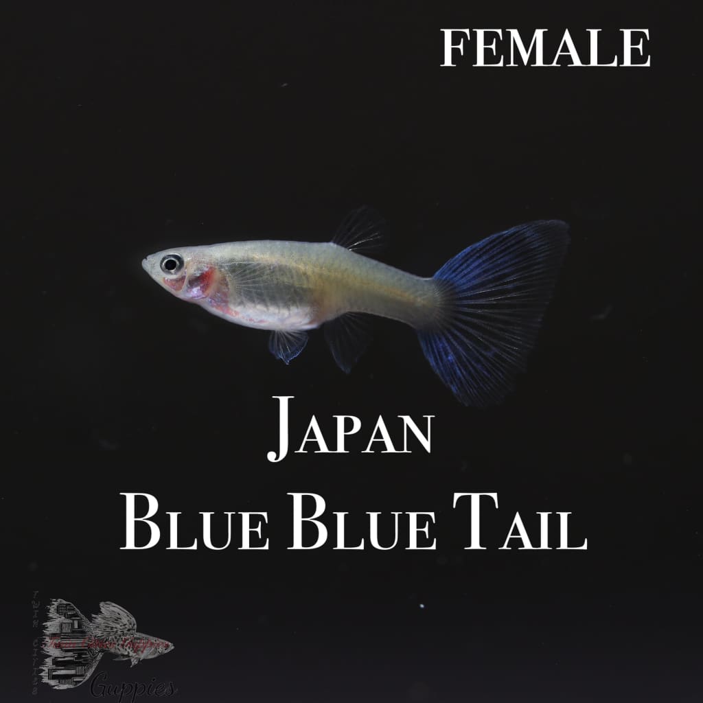 Japan Blue Blue Tail Trio