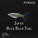 Japan Blue Blue Tail TRIO