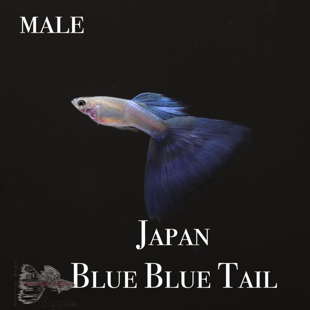 Japan Blue Blue Tail Trio