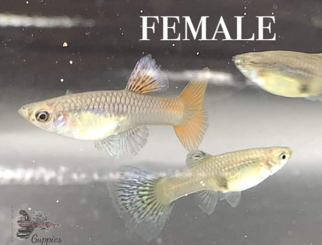 Metal King Cobra Pair