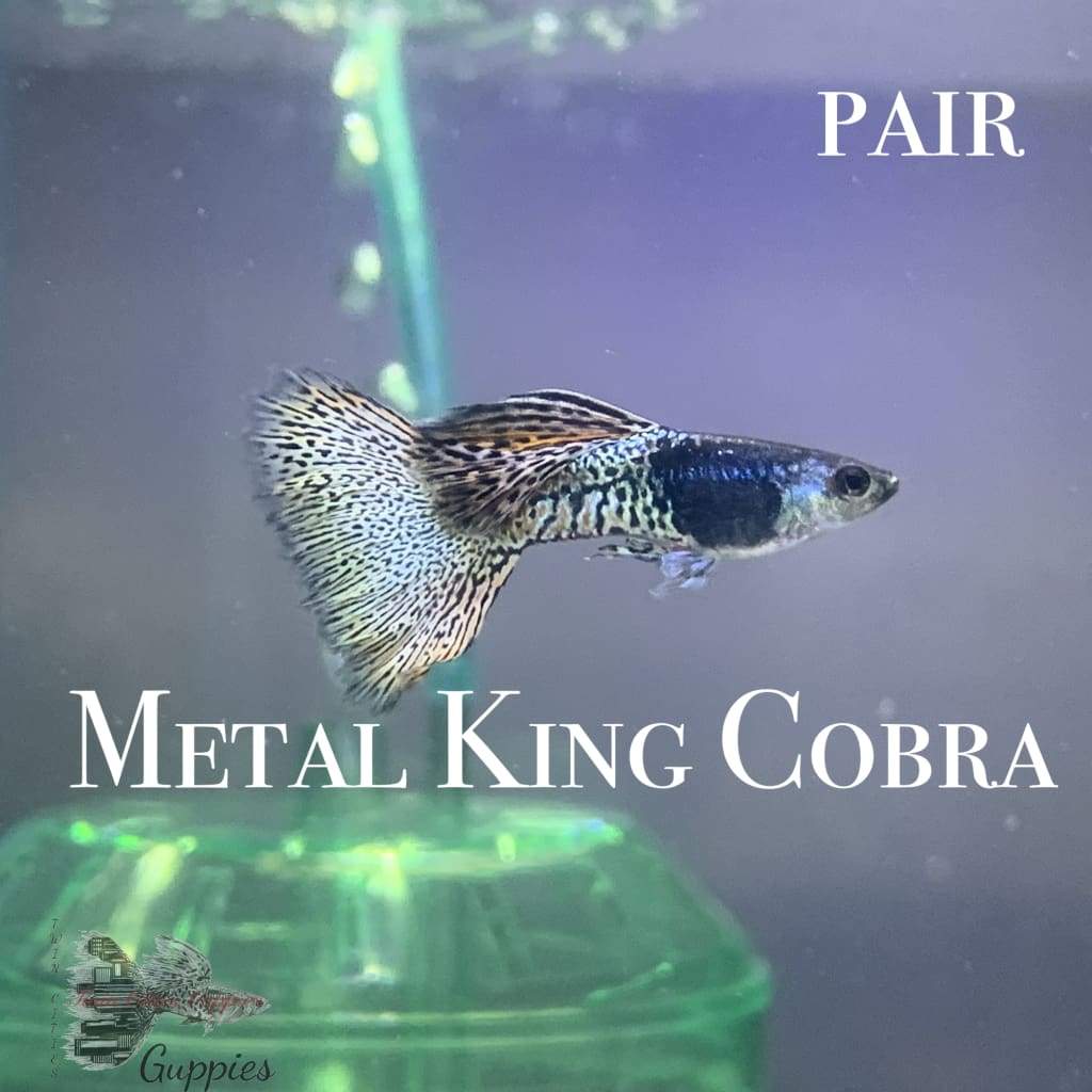 Metal King Cobra Pair