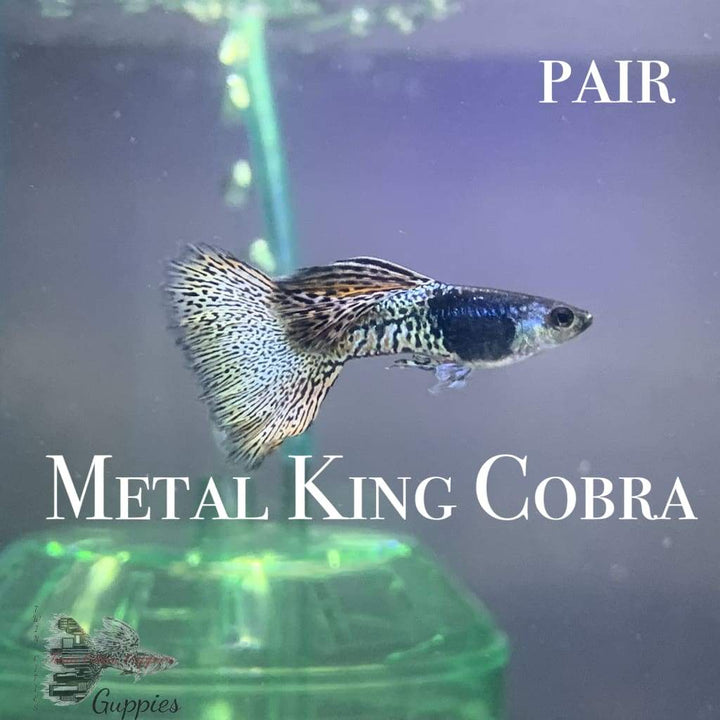 Metal King Cobra PAIR