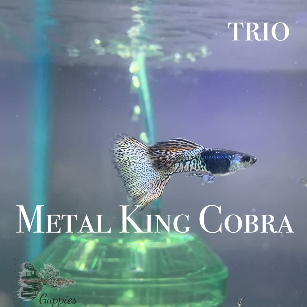 Metal King Cobra Trio