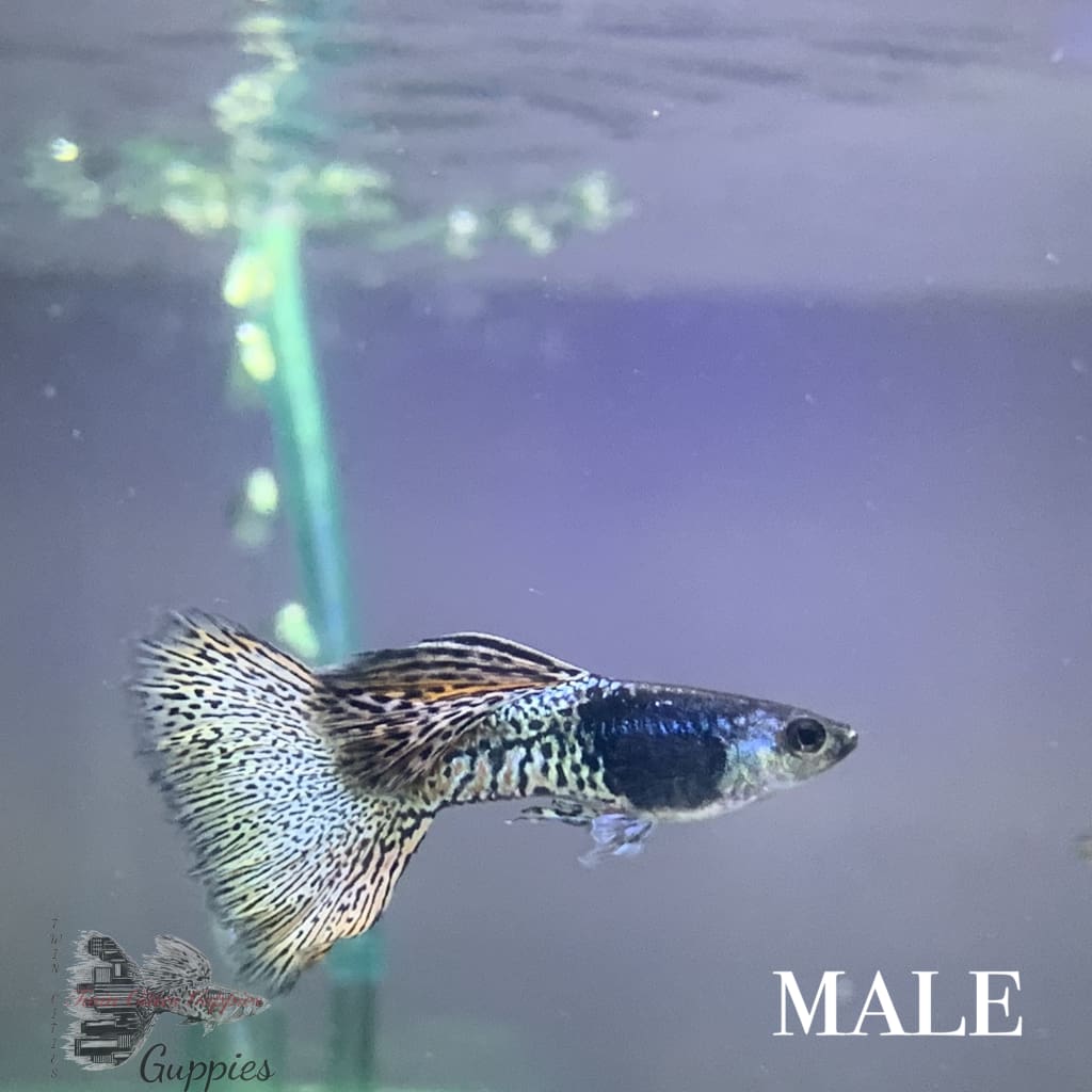 Metal King Cobra Trio