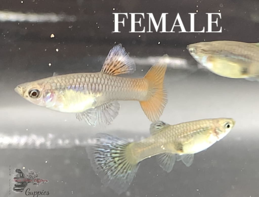 Metal King Cobra Trio