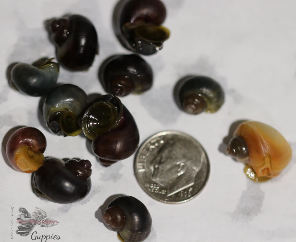 Mystery Snails Pack of 10 Snails