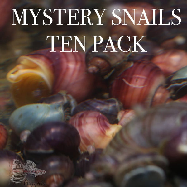 Mystery Snails Pack of 10