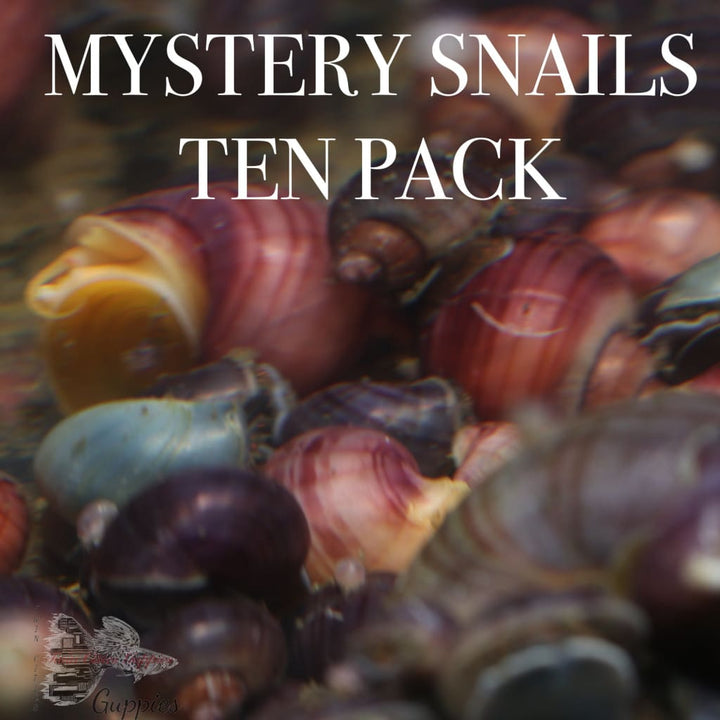 Mystery Snails Pack of 10 Snails