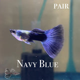 Navy Blue PAIR