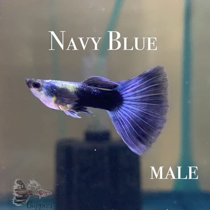 Navy Blue PAIR