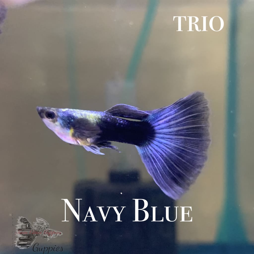 Navy Blue TRIO